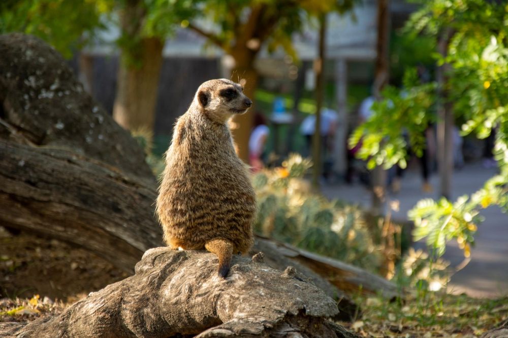 Faunia 2022