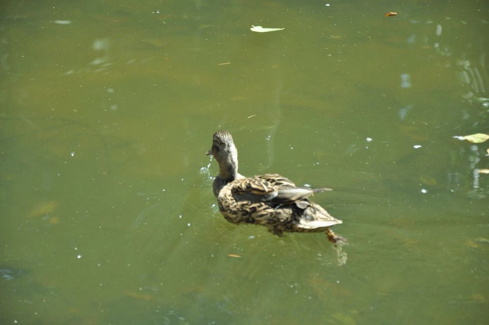 Parque del Retiro (Madrid) 30-05-2015