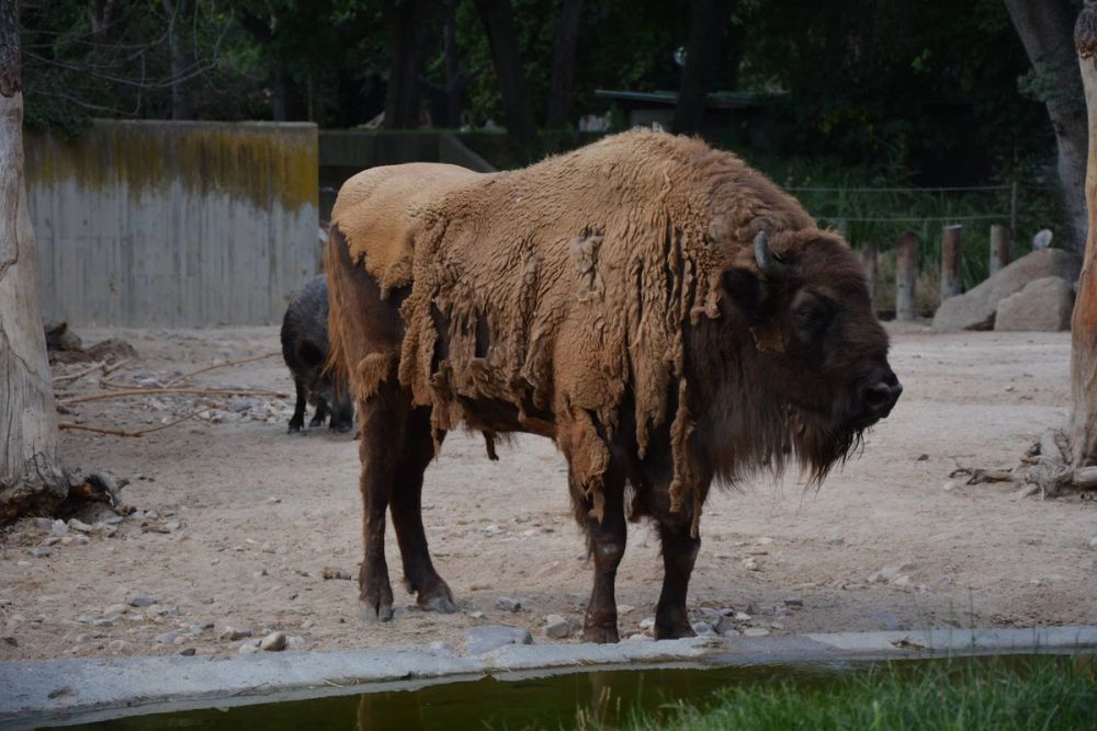 zoo 07-07-2018