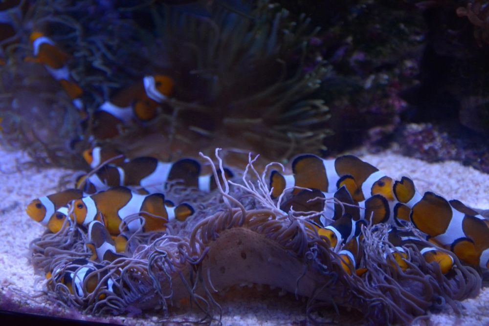 Oceanografic 2022