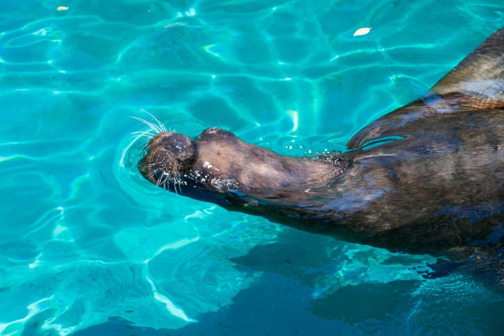 Zoo 17-08-2024