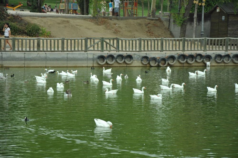 Ocas y patos en parque polvoranca (Leganes) 30-08-2014