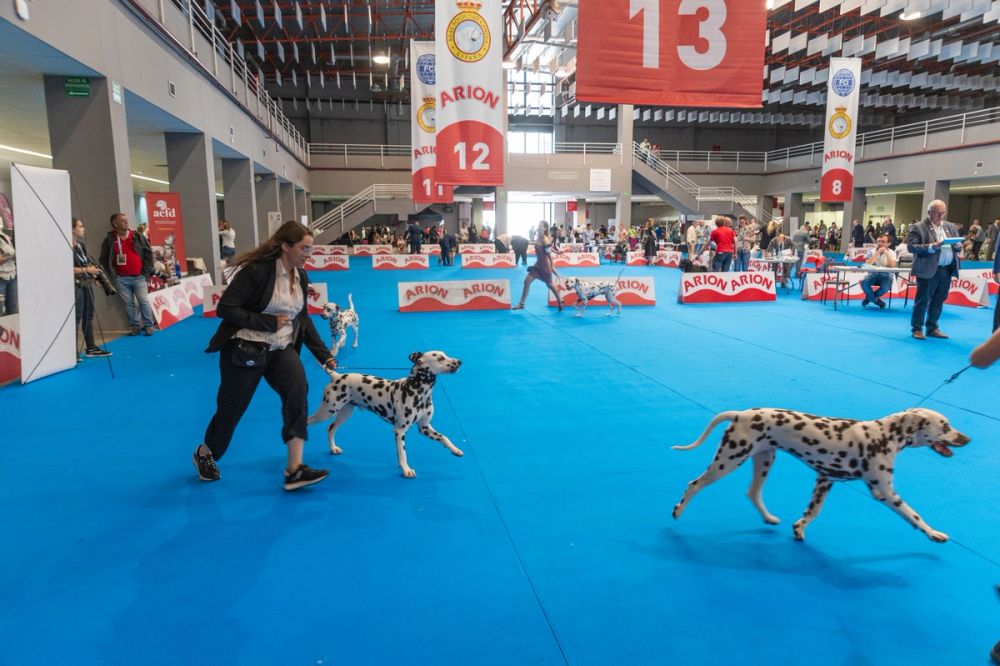 Exposicion canina (ciudad real) 01-06-2024