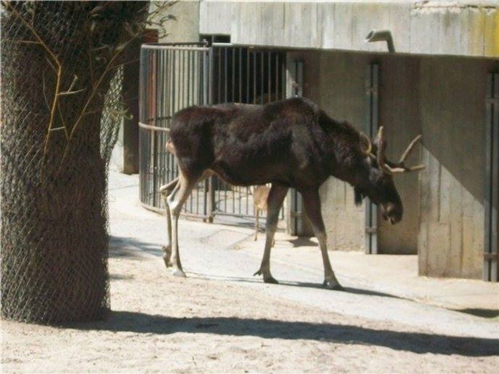 zoo 2010