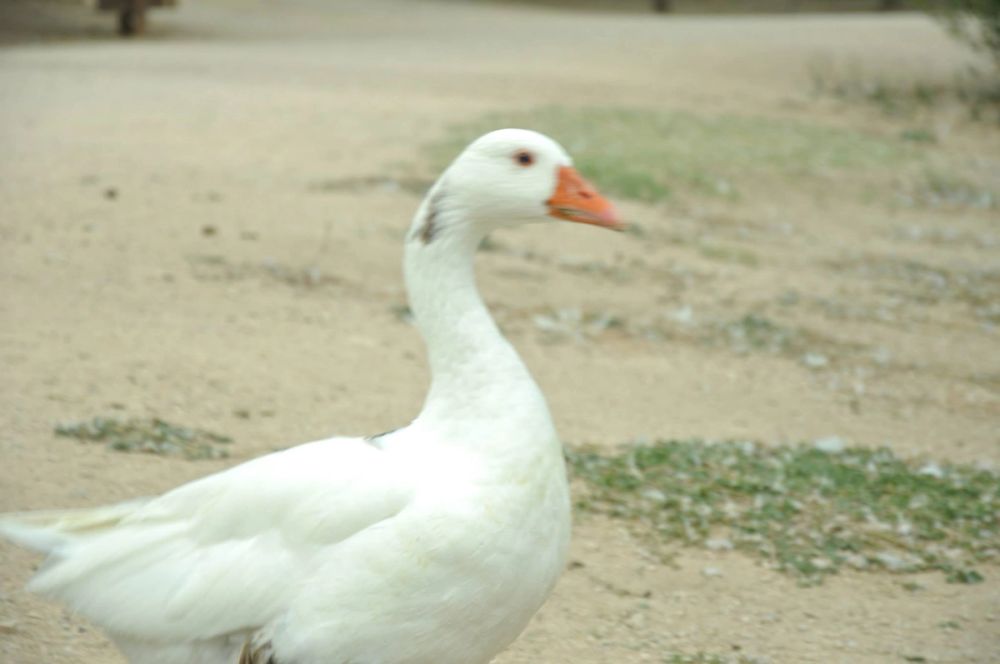 Ocas y patos en parque polvoranca (Leganes) 30-08-2014