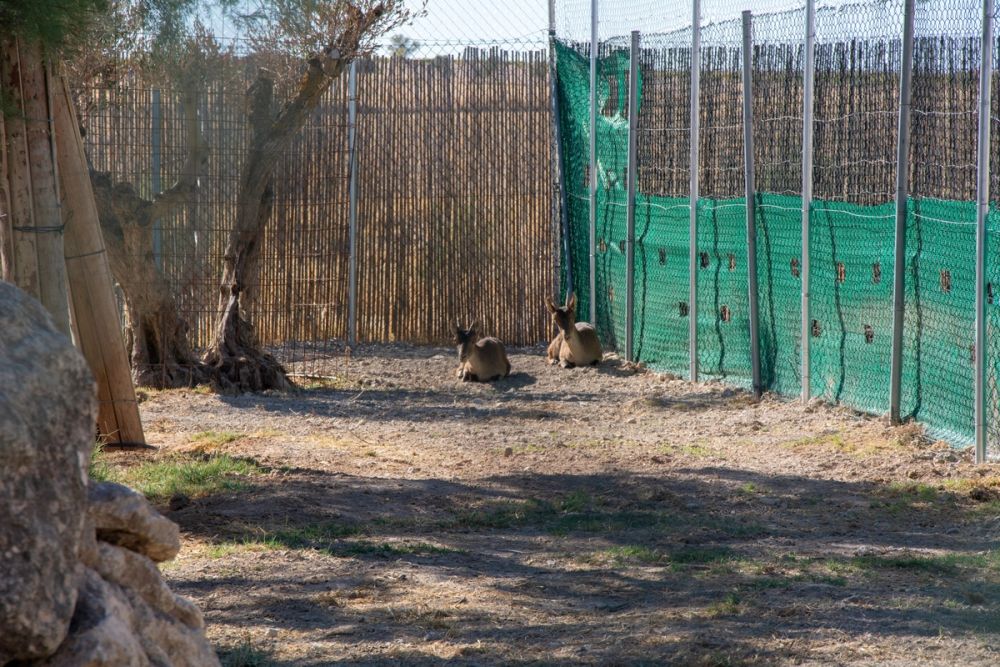 Zoo de Lillo 03-09-2022