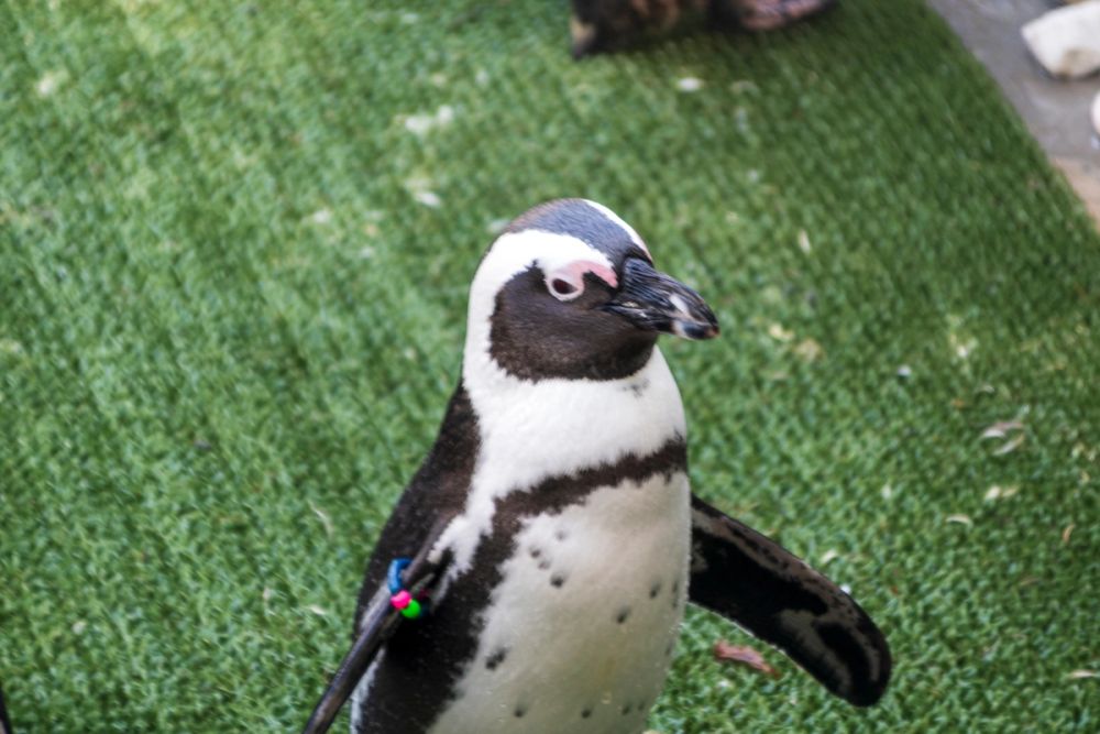 Zoo 17-08-2024