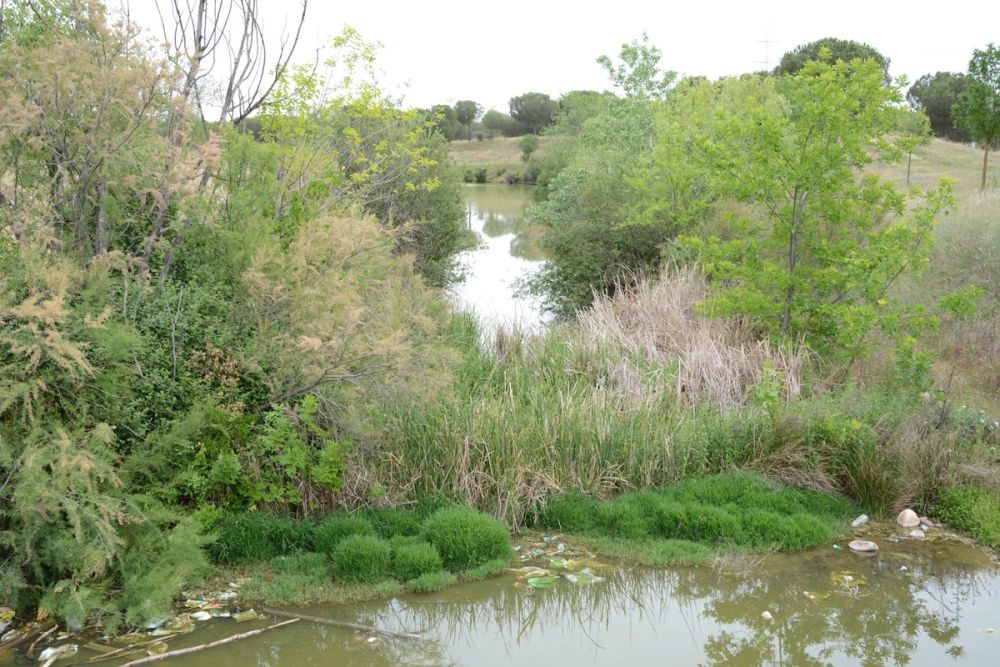 Naturaleza Parque polvoranca (Leganes) 10-06-2019