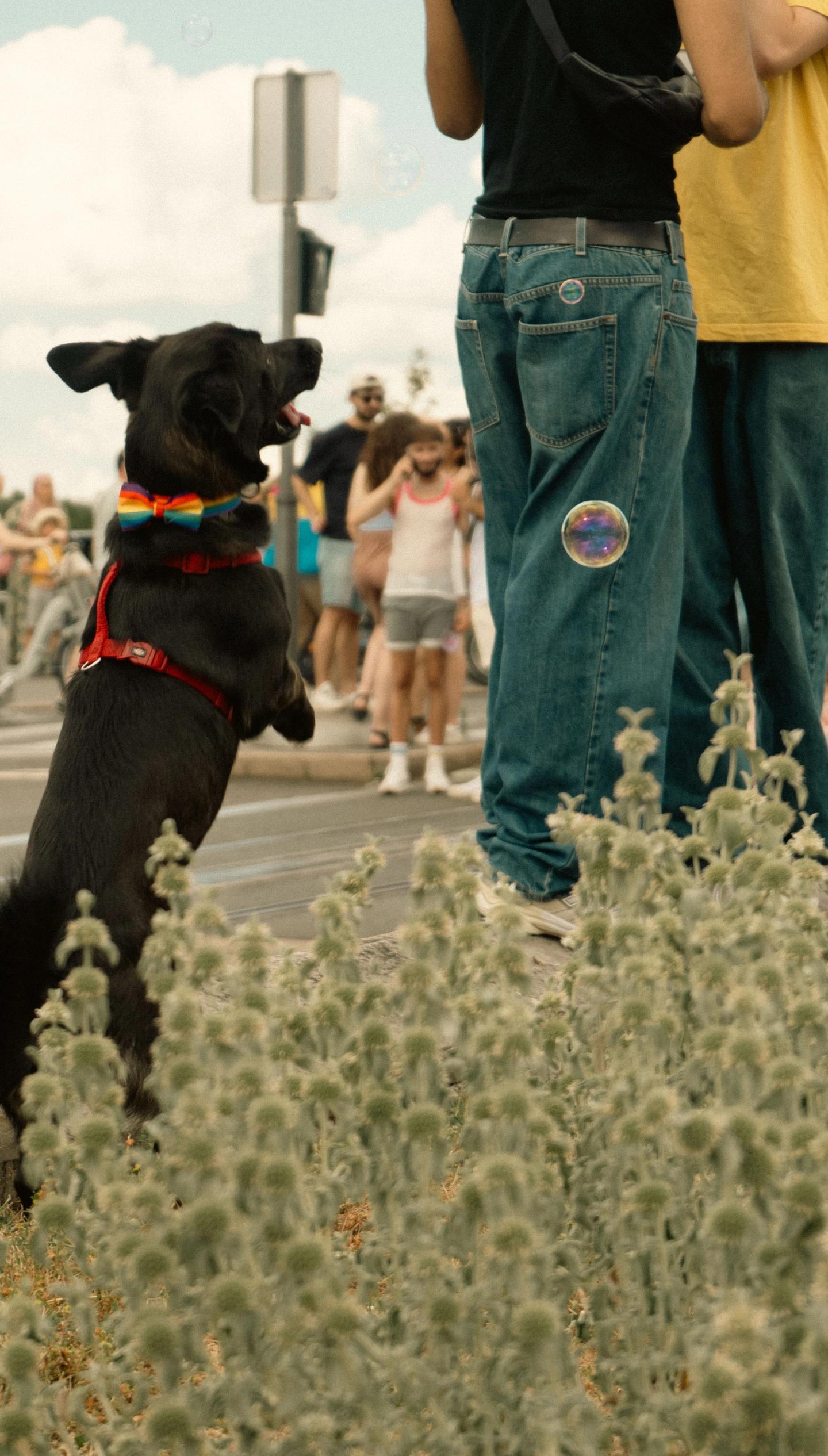 A dog chasing bubbles