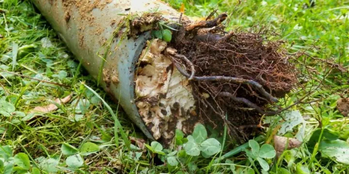 Failure-to-Accommodate-Tree-Root-Intrusion-1.png