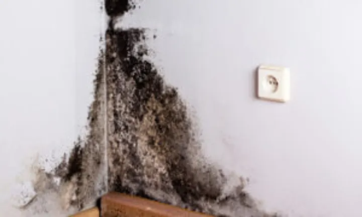 Mold-and-Mildew-A-Sign-of-a-Larger-Problem-
