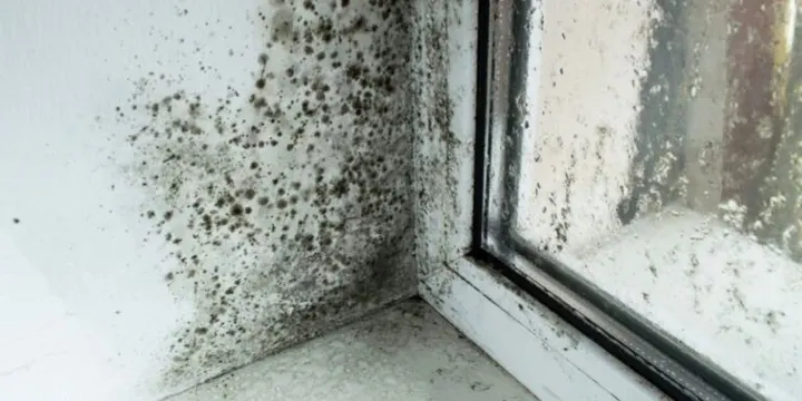 Why-Mold-Is-a-Clue-Not-Just-a-Nuisance