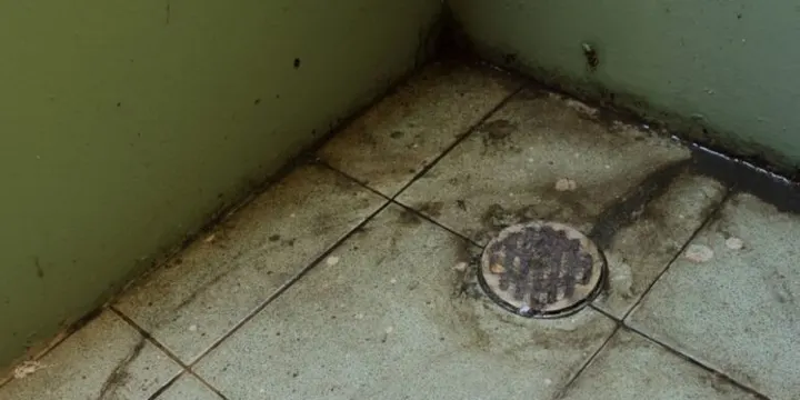 Common-Signs-That-Mold-Is-Linked-to-Sewer-Line-Problems