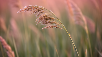 Finding Your Footing: How to Build Emotional Resilience One Small Step at a Time