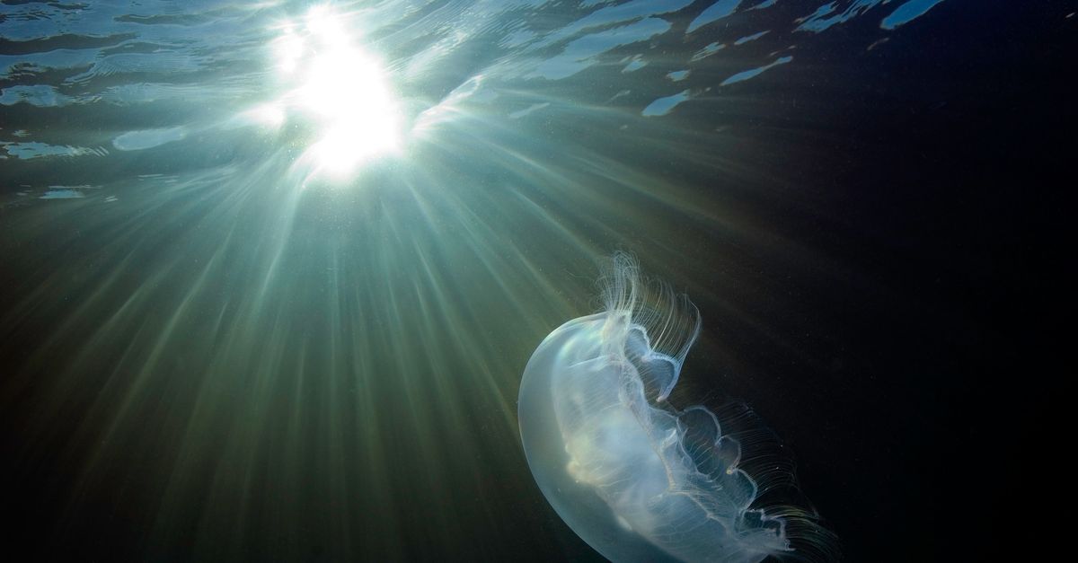 5 ways you can help protect the ocean — in and out of the water | Conservation International