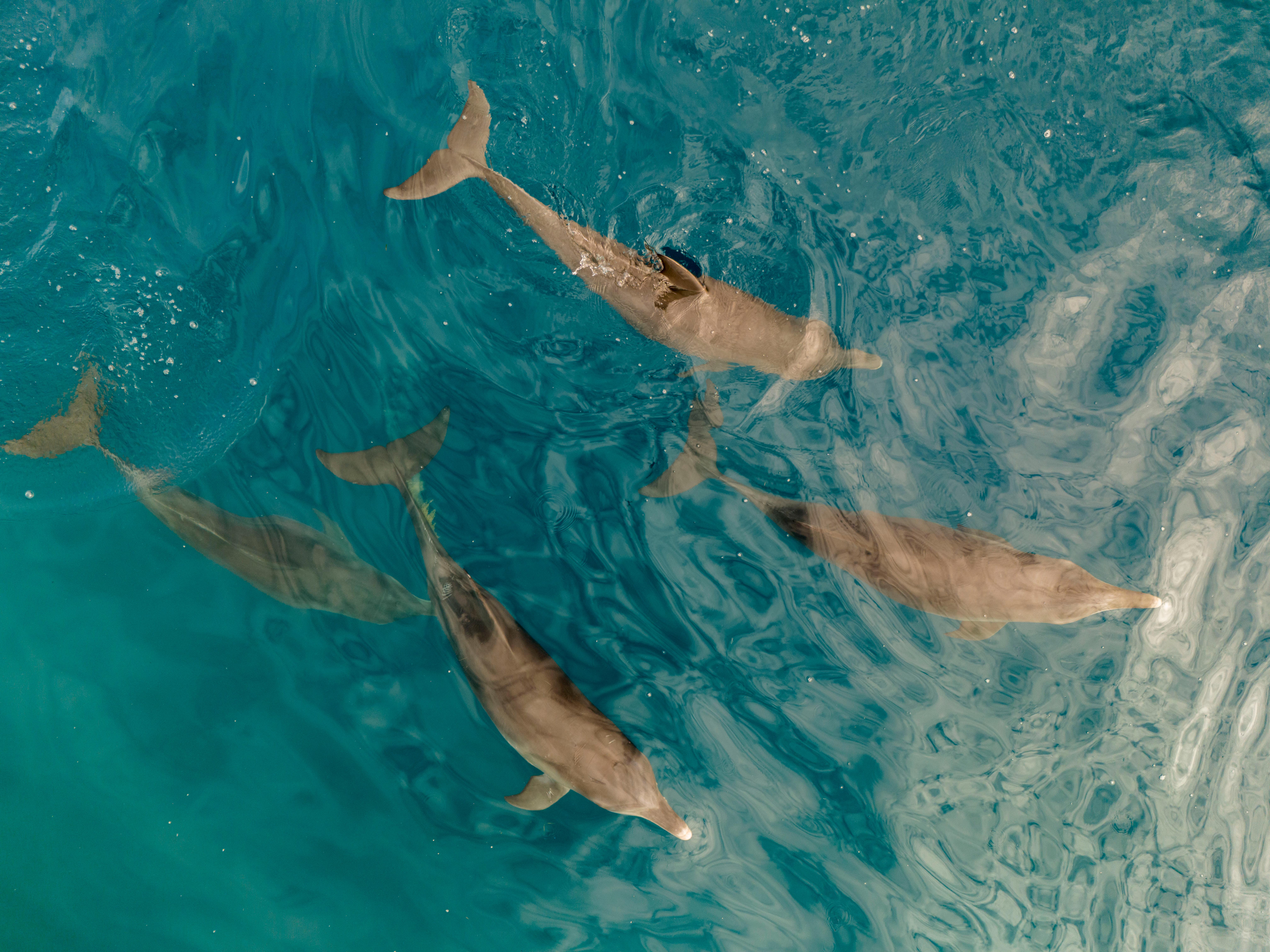 Center for Oceans | Conservation International