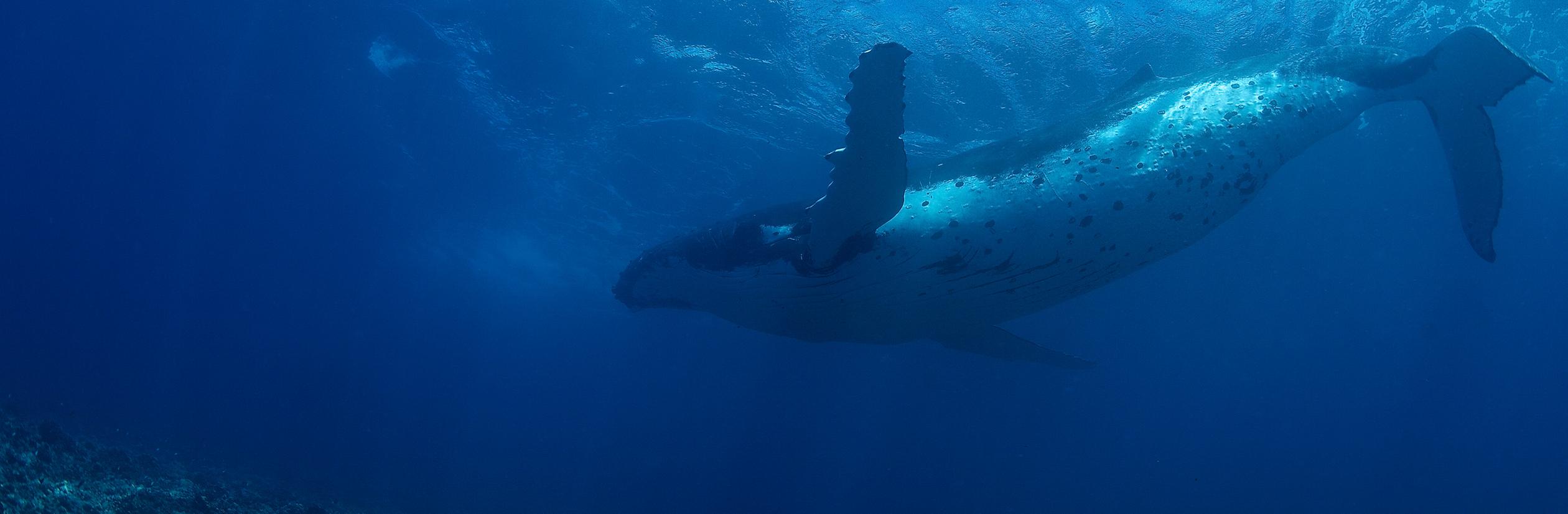 The Azure Circle | Conservation International