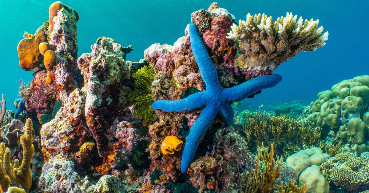 What on Earth is ‘coral bleaching’? What on Earth is ‘coral bleaching’?