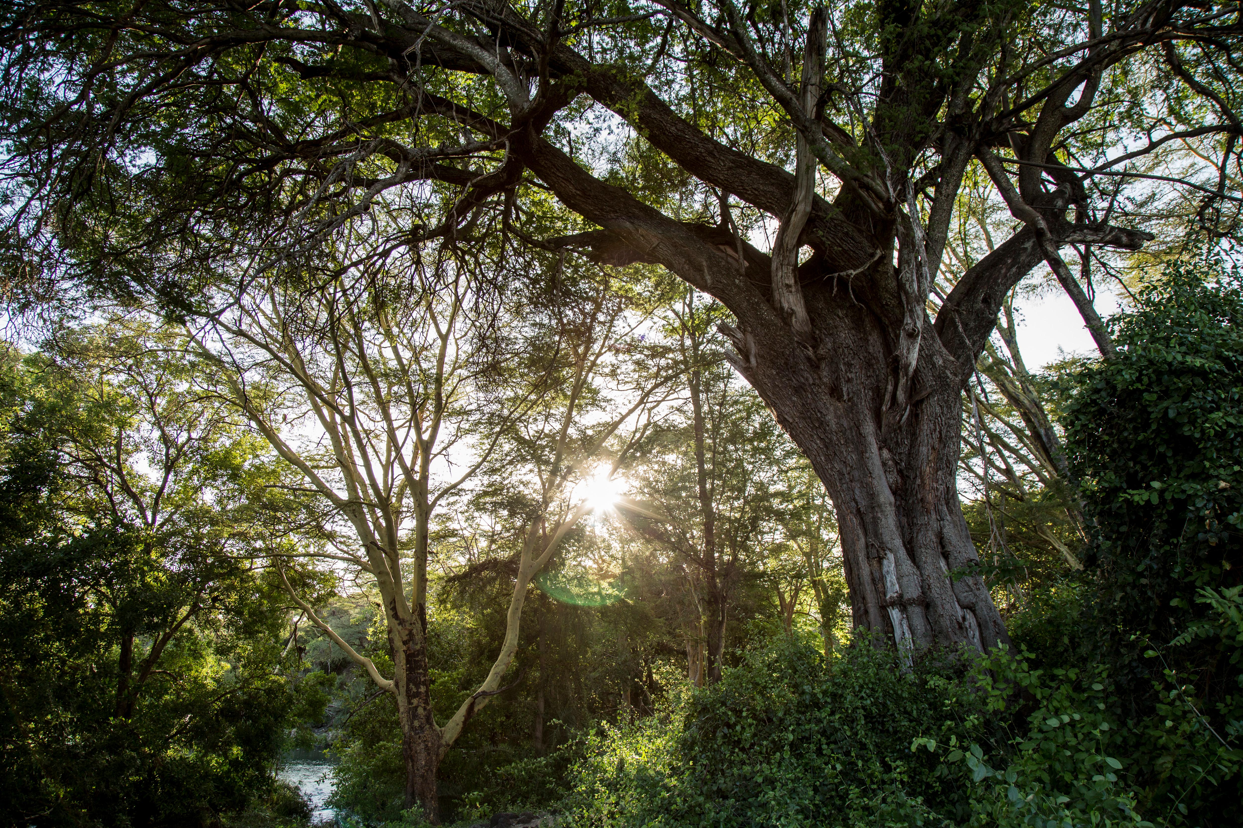 The giving trees: In Kenya, forests keep communities from the brink ...