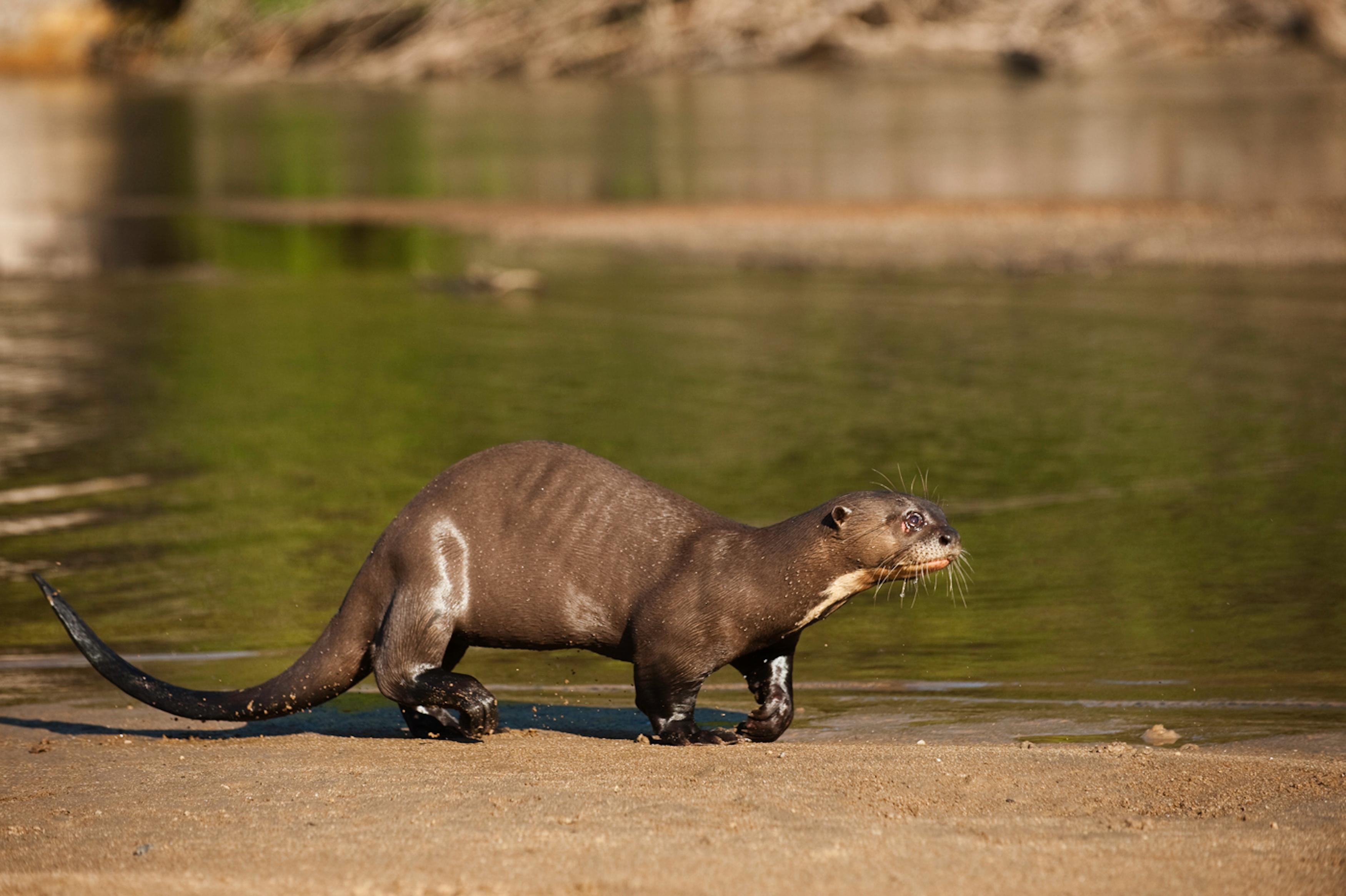 Guyana | Conservation International