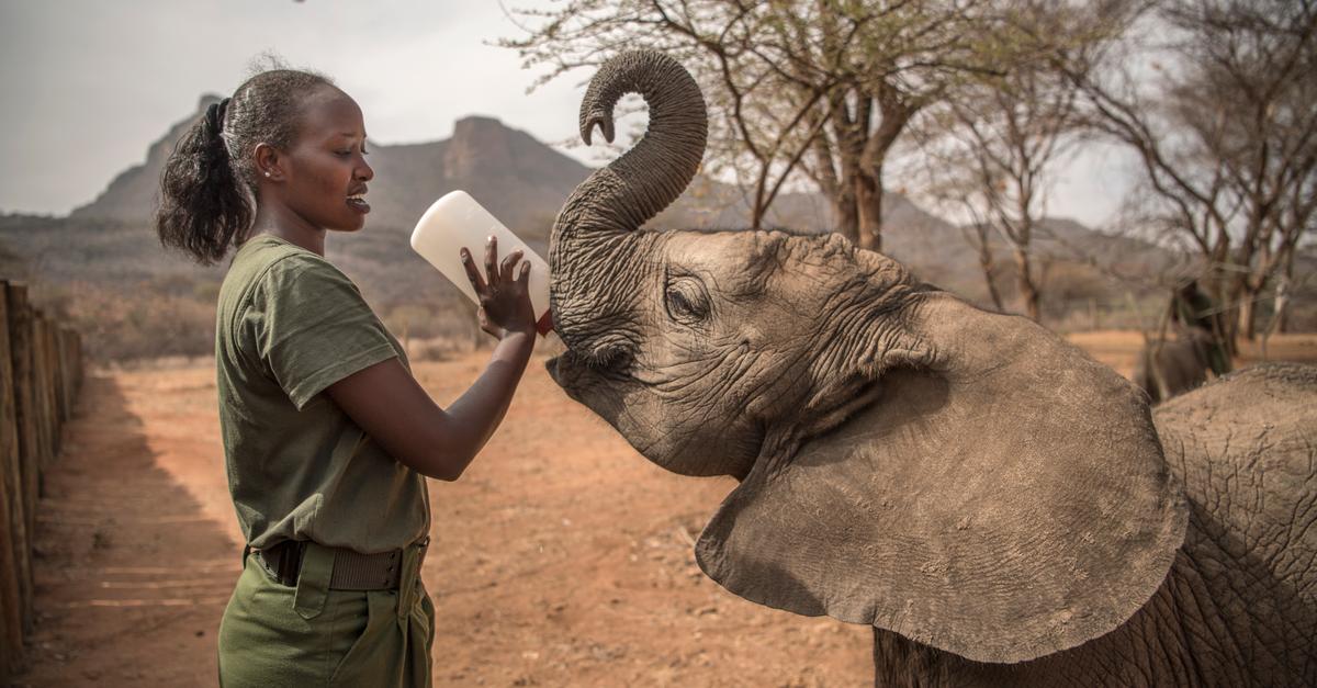 To save elephants, it takes a village | Conservation International