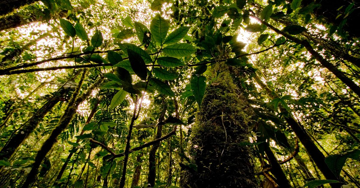 Forest, heal thyself: Study shows where forests can best bounce back | Conservation International