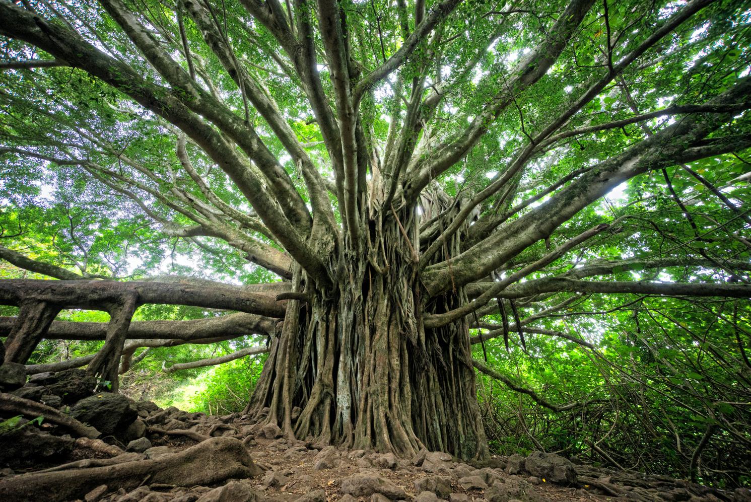 Unusual Trees of the World | Conservation International