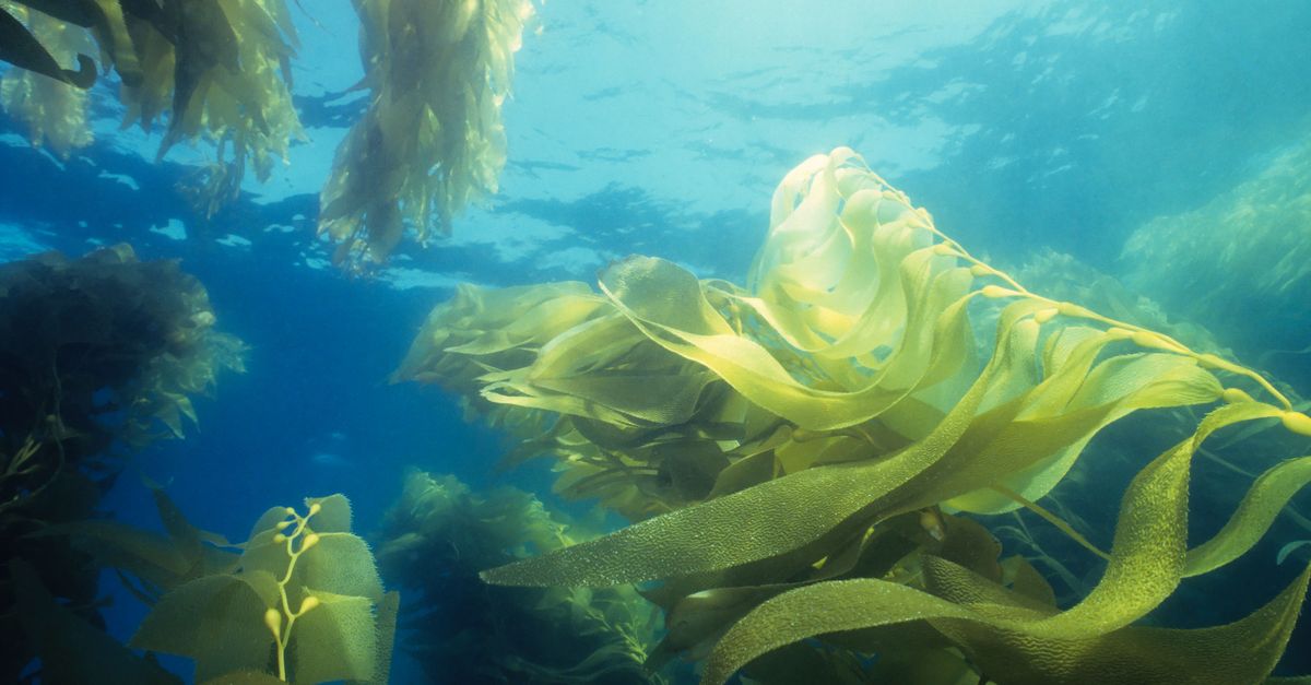 News spotlight: Could seaweed be our new big climate ally? News spotlight: Could seaweed be our new big climate ally?