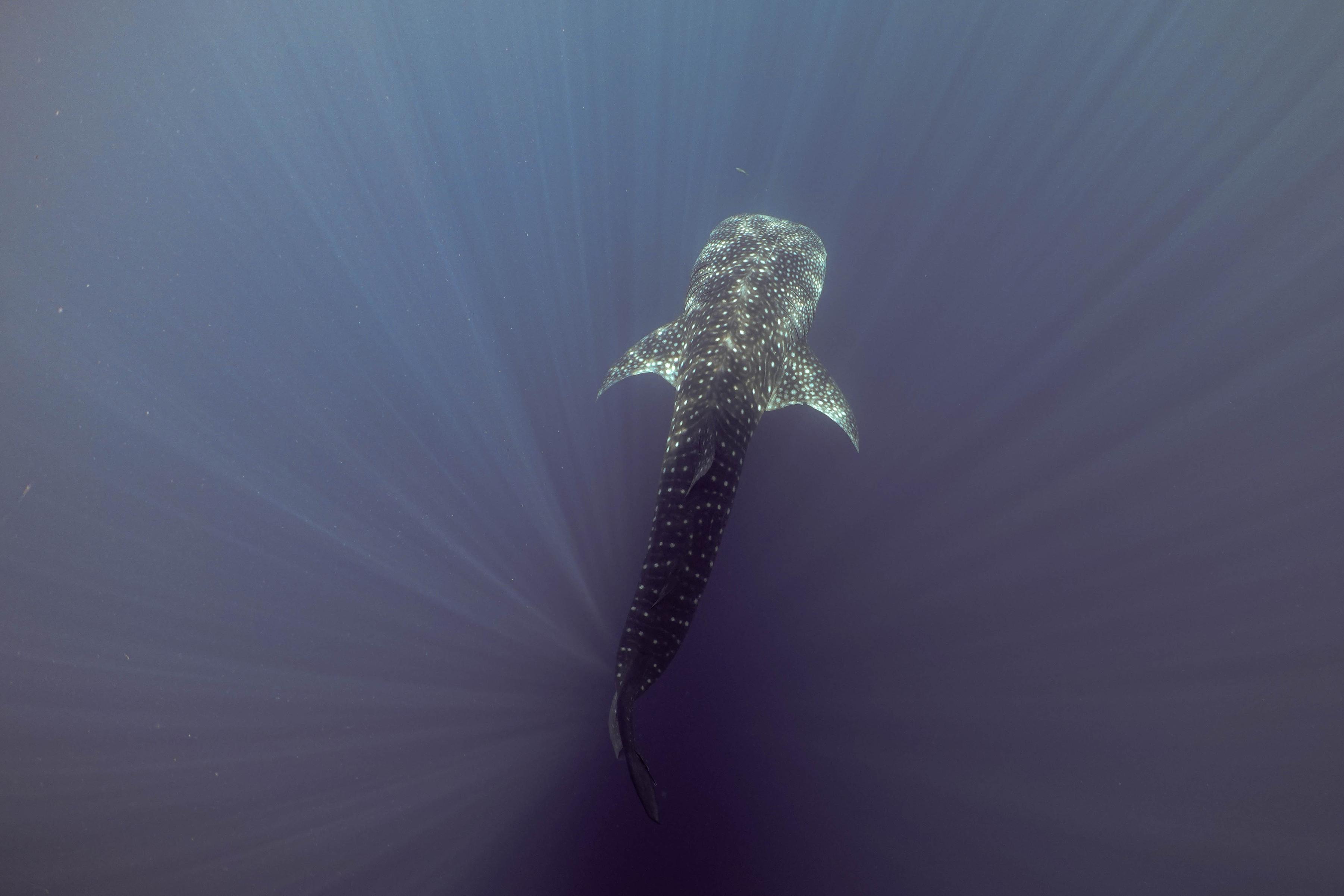New science cracks open the mystery of the world's largest fish ...