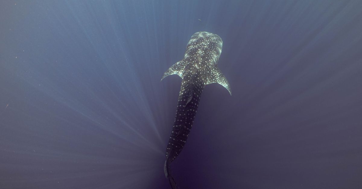 New science cracks open the mystery of the world's largest fish | Conservation International