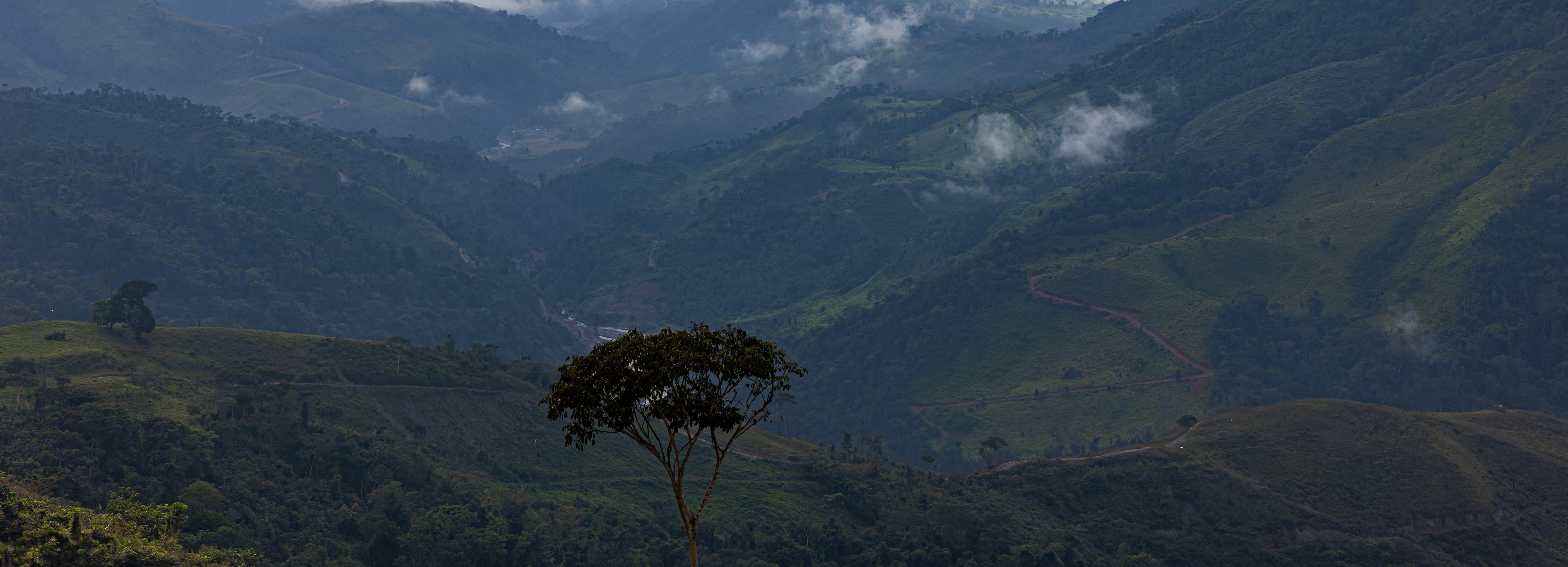Vista aérea de bosque en área protegida de Bolivia
