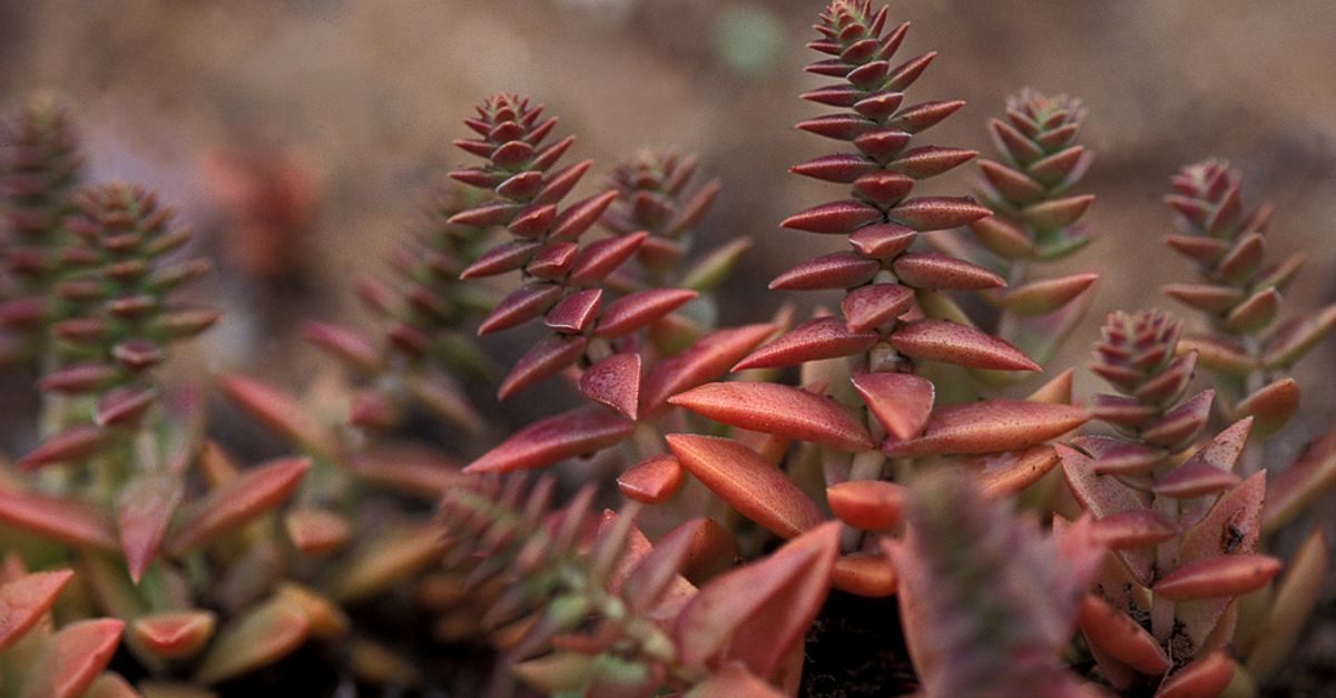 News spotlight: A unique poaching crisis takes root in South Africa News spotlight: A unique poaching crisis takes root in South Africa