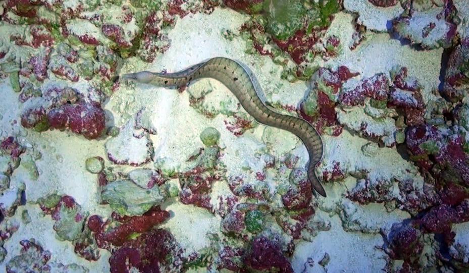 In the high seas, scientists uncover a ‘vortex of life’ | Conservation ...