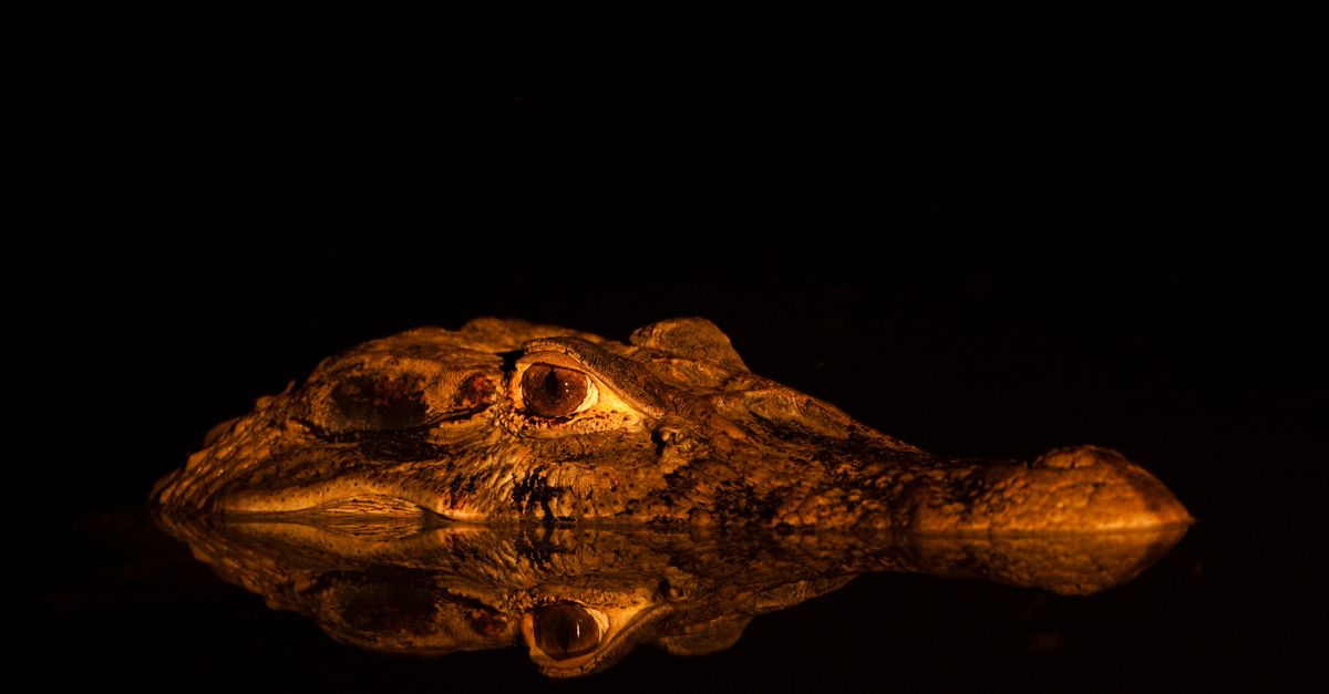 How a fearsome predator helped bring this community back to life | Conservation International