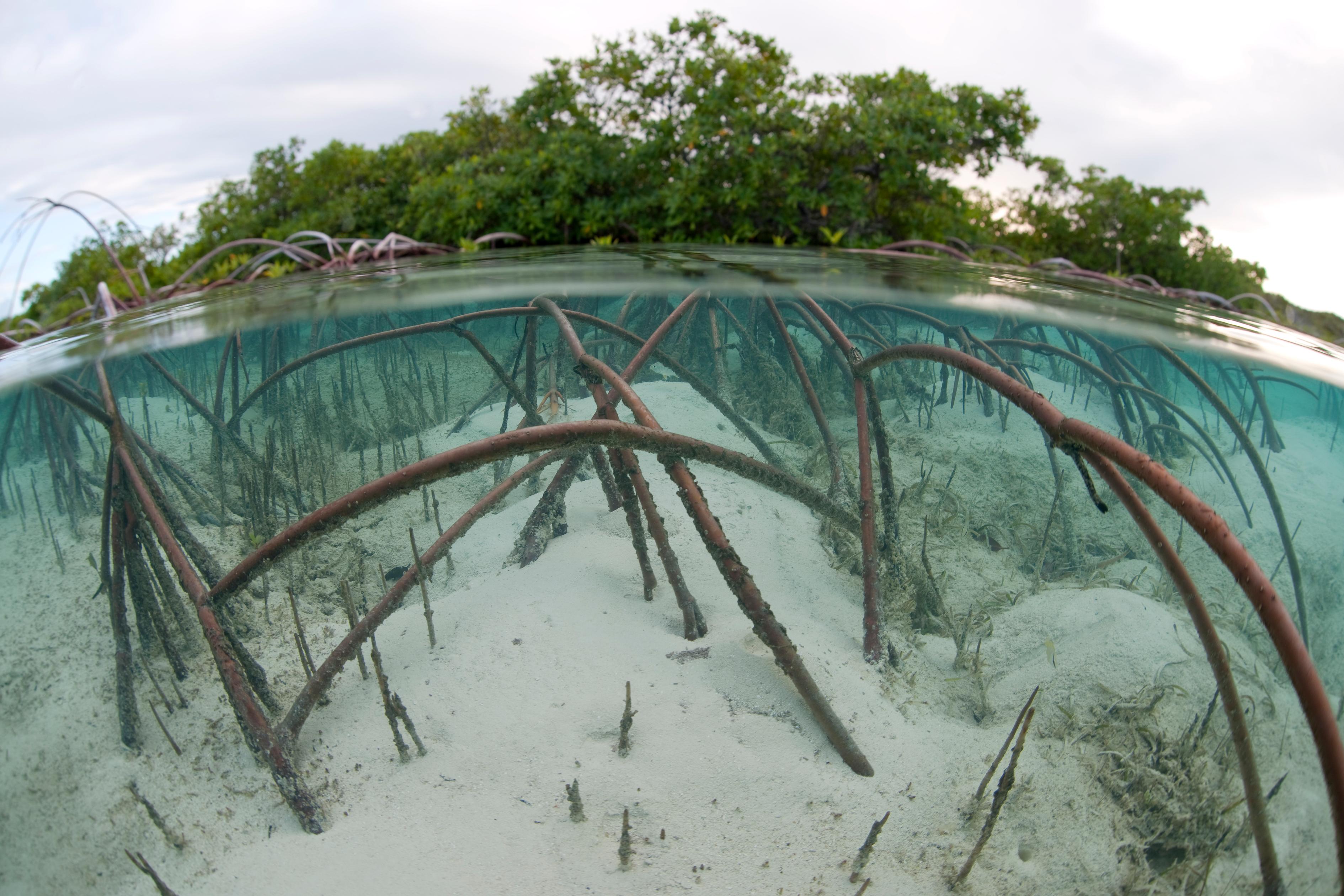 5 things you didn’t know about sea-level rise | Conservation International