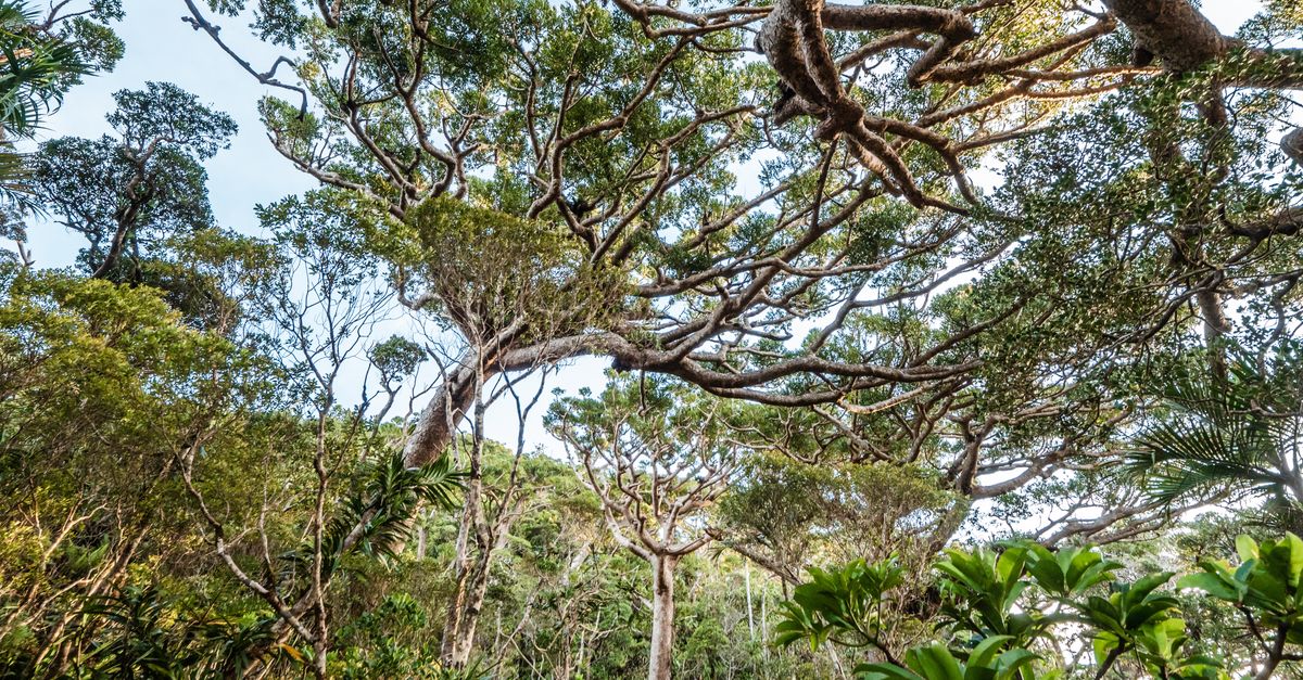 What on Earth are ‘natural climate solutions’? | Conservation International