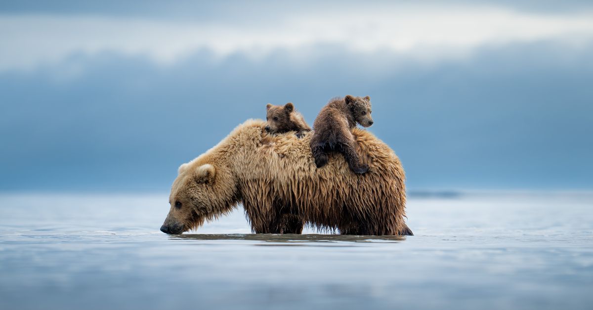Protect wildlife: Buy a print Protect wildlife: Buy a print