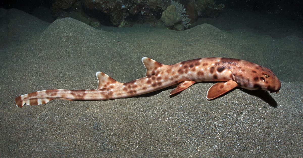 Indonesia protects ‘walking sharks.’ Are other sharks next? Indonesia protects ‘walking sharks.’ Are other sharks next?