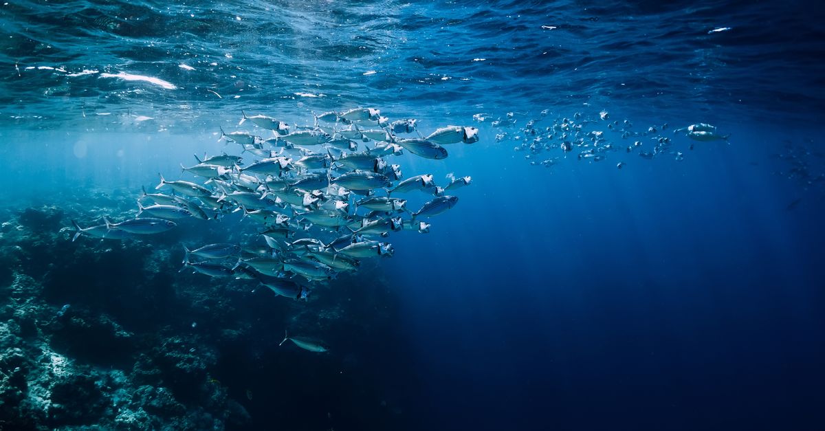 News spotlight: Fossil fuels behind extreme ocean temperatures, study says News spotlight: Fossil fuels behind extreme ocean temperatures, study says