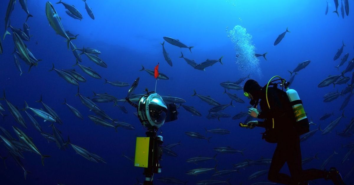 In the high seas, scientists uncover a ‘vortex of life’ | Conservation ...