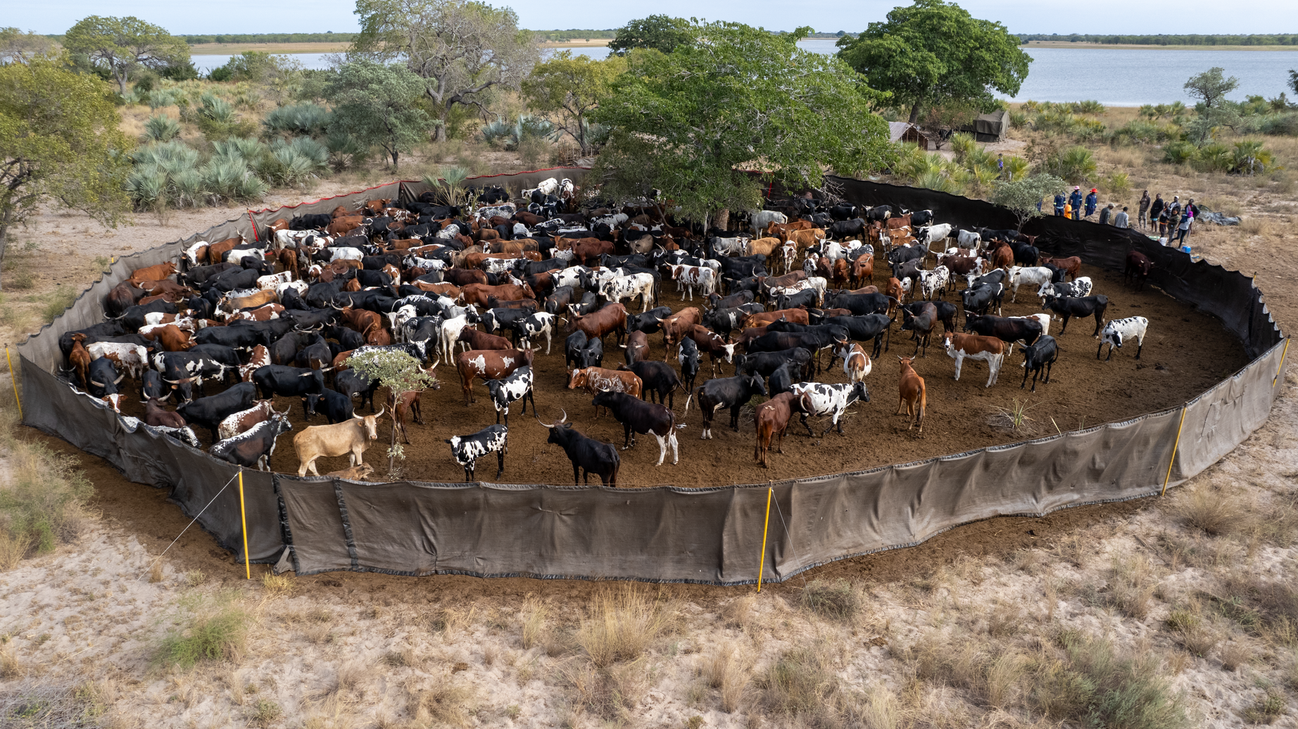Long silenced, an African park roars back to life | Conservation ...