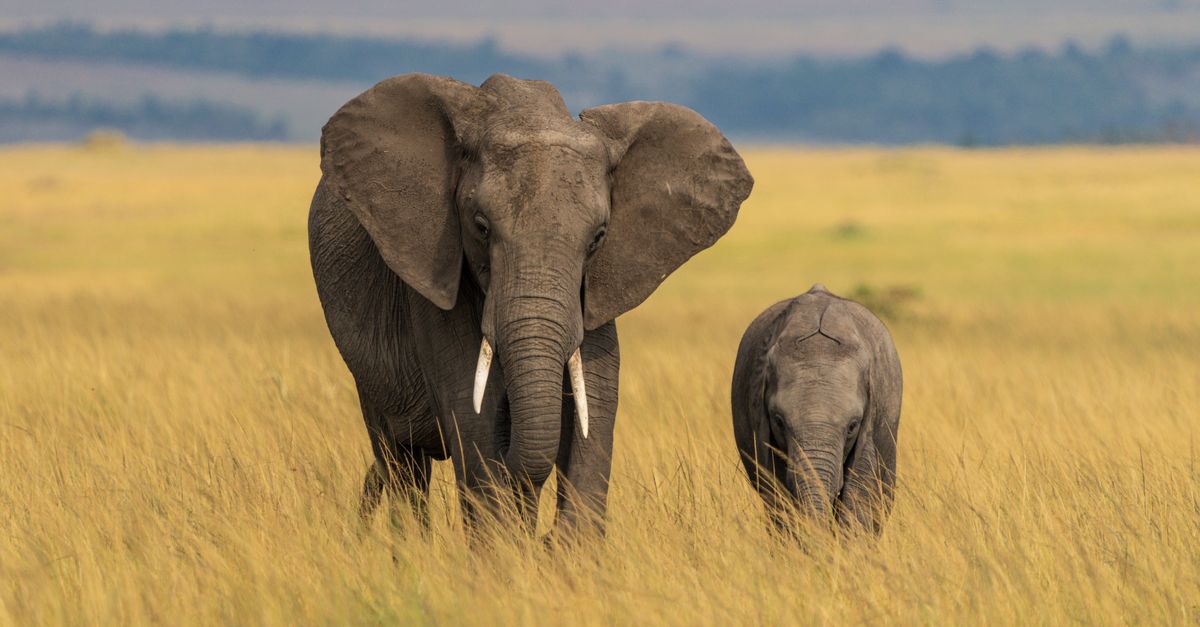 Turf war? Fixing grasslands can ease human-wildlife clashes Turf war? Fixing grasslands can ease human-wildlife clashes