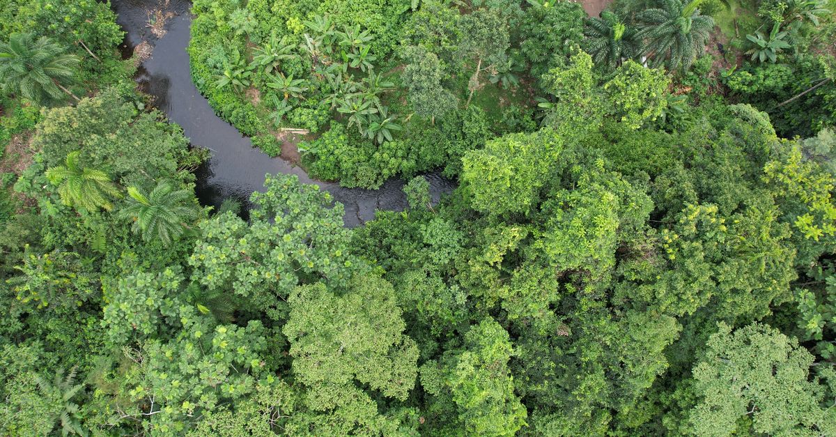 Where Andes meet Amazon, a new ‘lifeline’ for wildlife Where Andes meet Amazon, a new ‘lifeline’ for wildlife