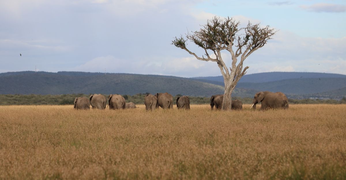 In Kenya, global crisis sparked ‘a new way to do conservation’ | Conservation International