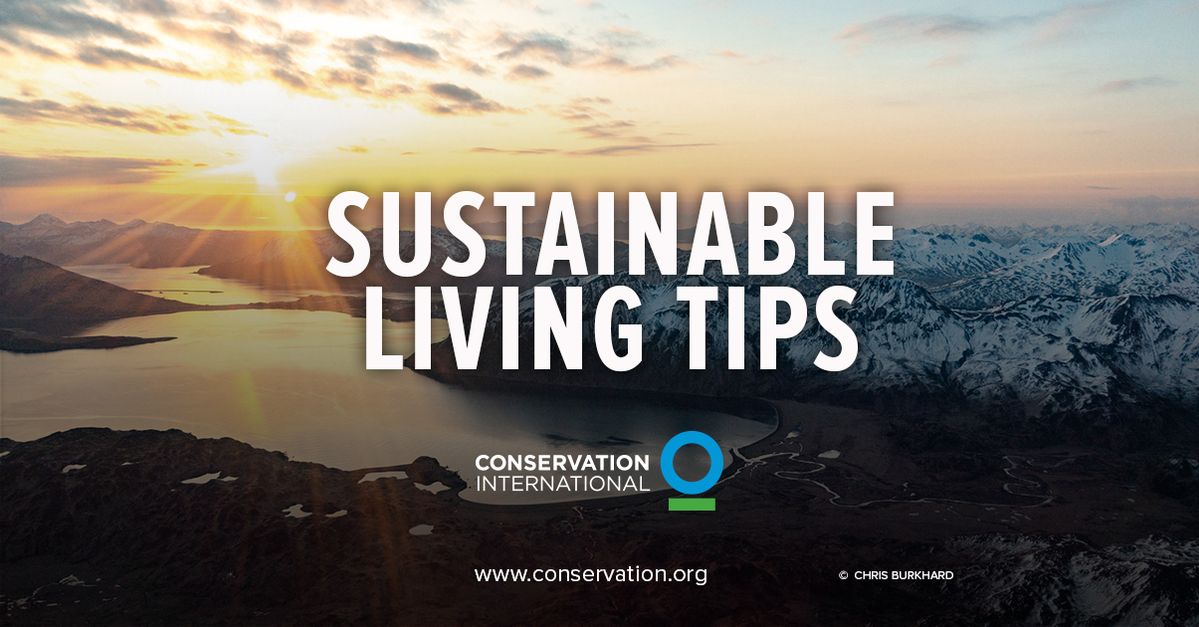 Curated visual reference: Gallery Detail: Sustainable Living Tips