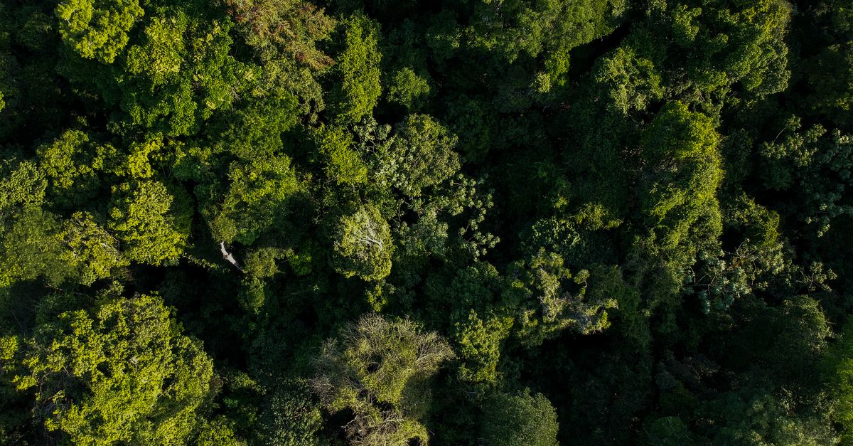 Study: Protected forests are a climate powerhouse Study: Protected forests are a climate powerhouse