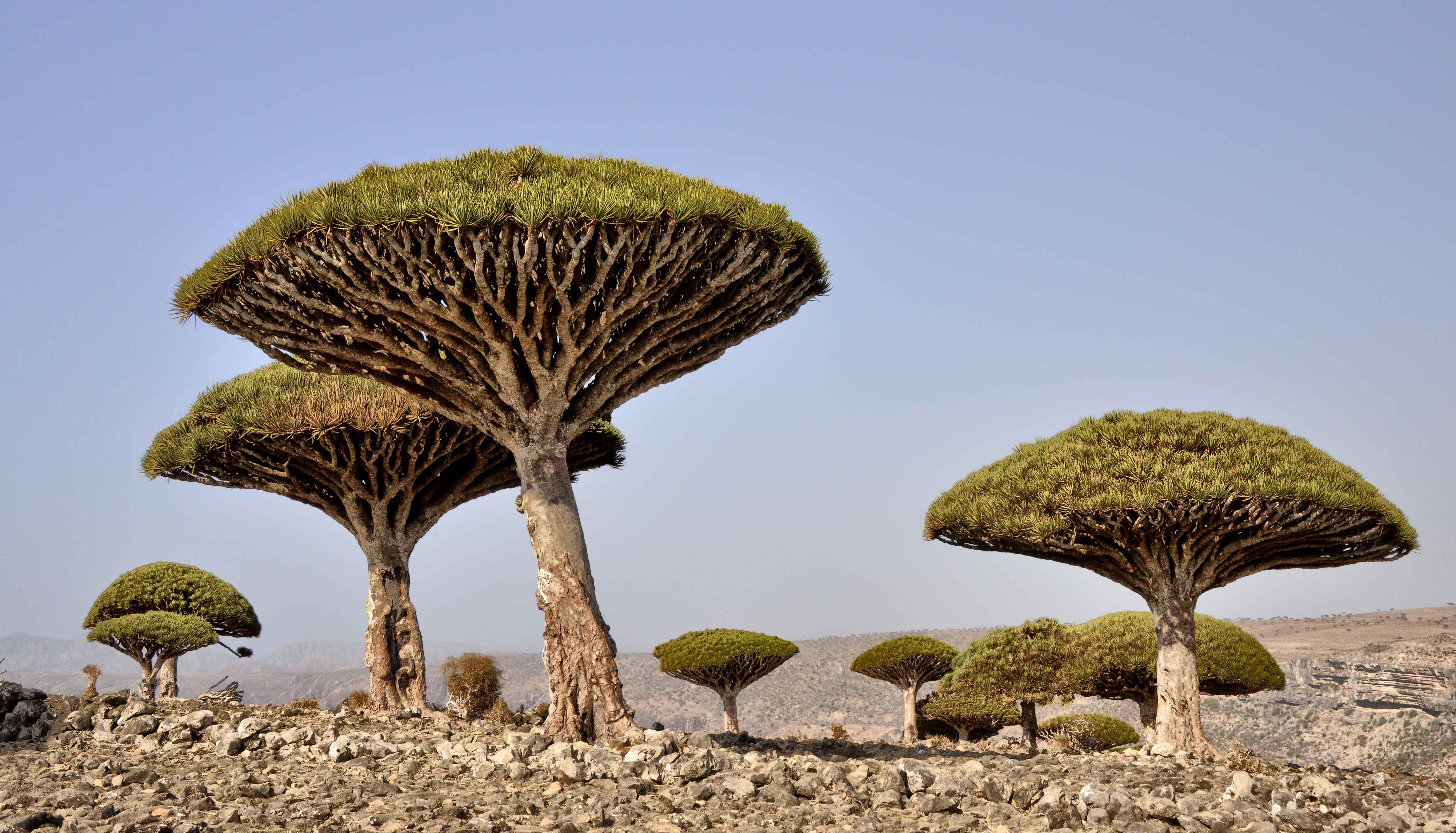 What Is The Rarest Tree Unusual Trees of the World | Conservation International