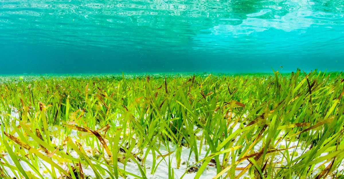 An overlooked climate ally is in deep trouble An overlooked climate ally is in deep trouble