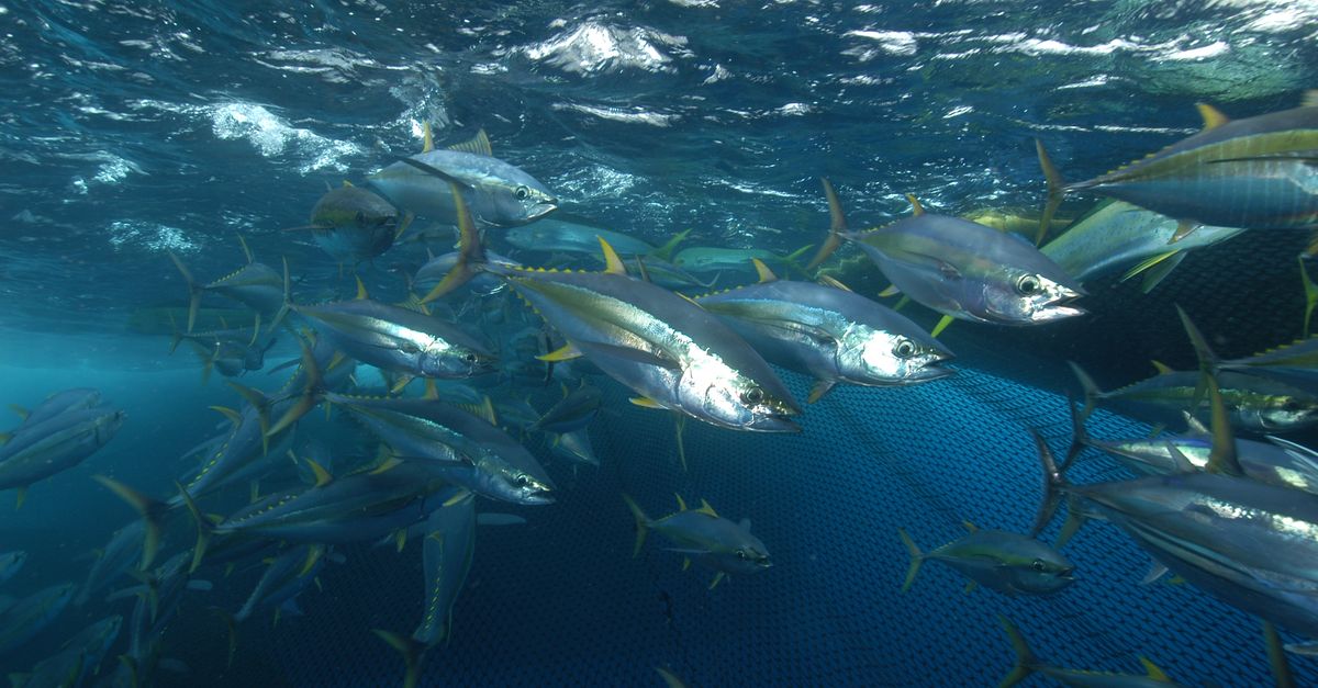 Shifting tuna populations could trigger ‘climate justice issue’: study Shifting tuna populations could trigger ‘climate justice issue’: study