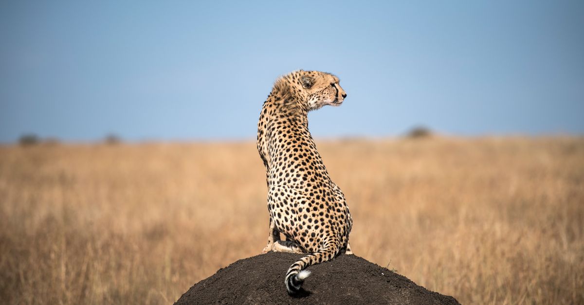 What is the biodiversity COP and why does it matter? What is the biodiversity COP and why does it matter?